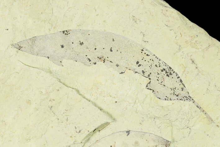 Miocene Fossil Leaf (Cinnamomum) - Augsburg, Germany #139463